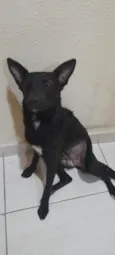 Estrela