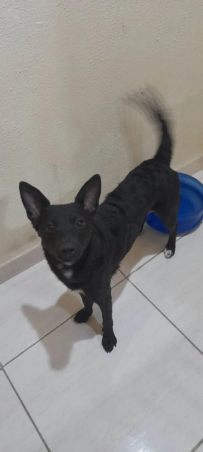 Cachorro ra a SRD idade 1 ano nome Estrela