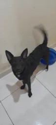 Estrela