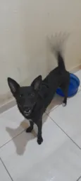 Estrela