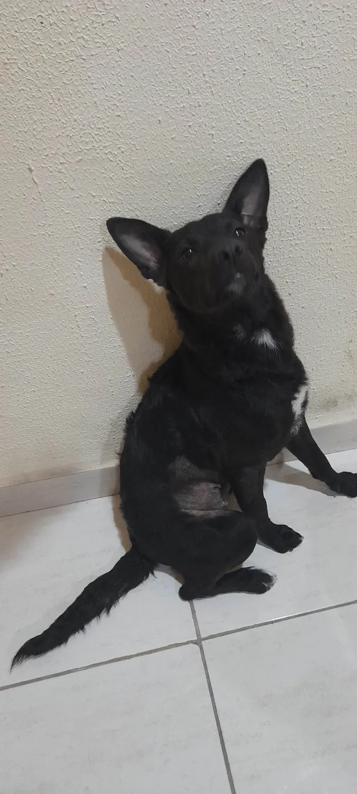 Cachorro ra a SRD idade 1 ano nome Estrela