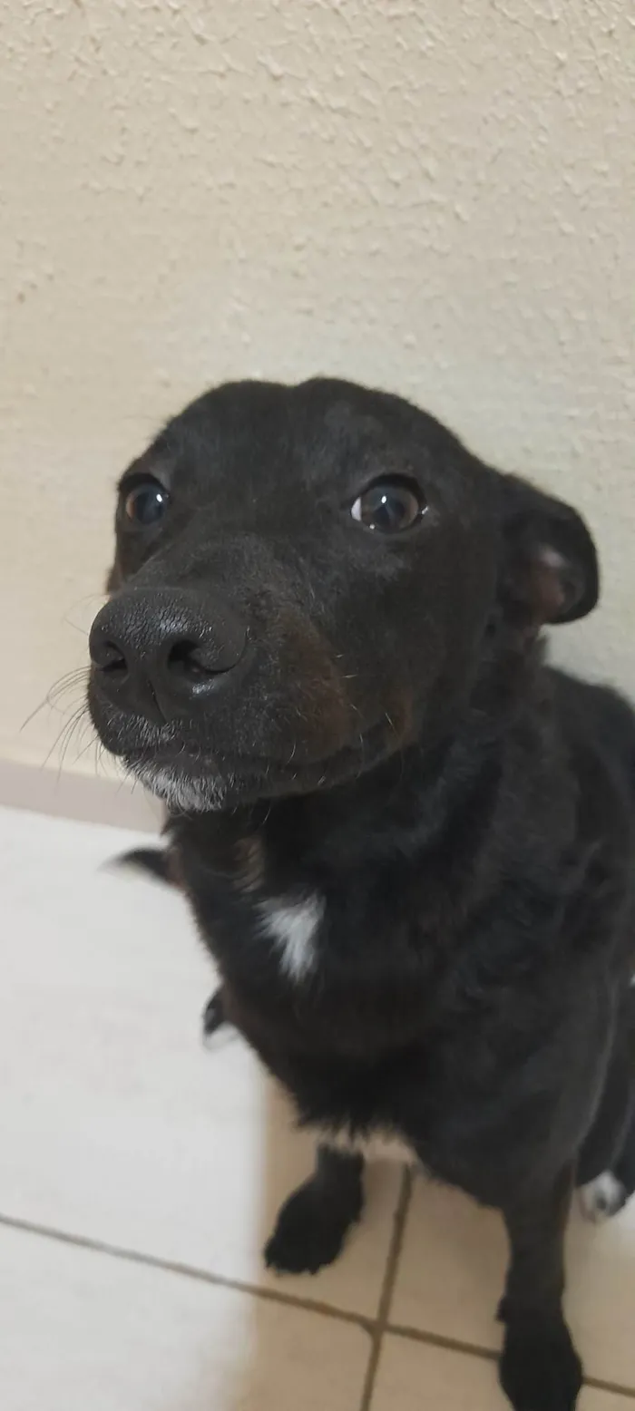 Cachorro ra a SRD idade 1 ano nome Estrela
