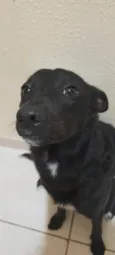 Estrela