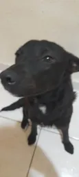 Estrela