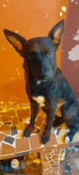 Estrela