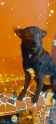 Estrela