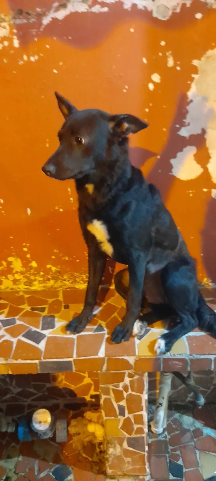 Cachorro ra a SRD idade 1 ano nome Estrela