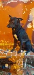 Estrela