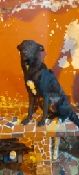 Estrela