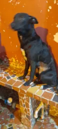 Estrela