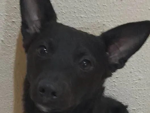 Cachorro ra a SRD idade 1 ano nome Estrela