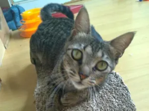 Gato raça SRD-ViraLata idade 1 ano nome Lais