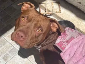 Cachorro raça Pit-Bull idade 1 ano nome Jade