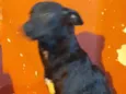 Estrela