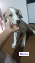 Filhote 3 meses