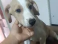 Filhote 3 meses