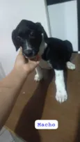 Filhote 3 meses