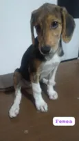 Filhote d fêmea com 3 meses
