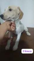 Filhote d fêmea com 3 meses