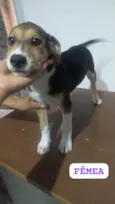 Filhote d fêmea com 3 meses