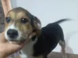 Filhote d fêmea com 3 meses