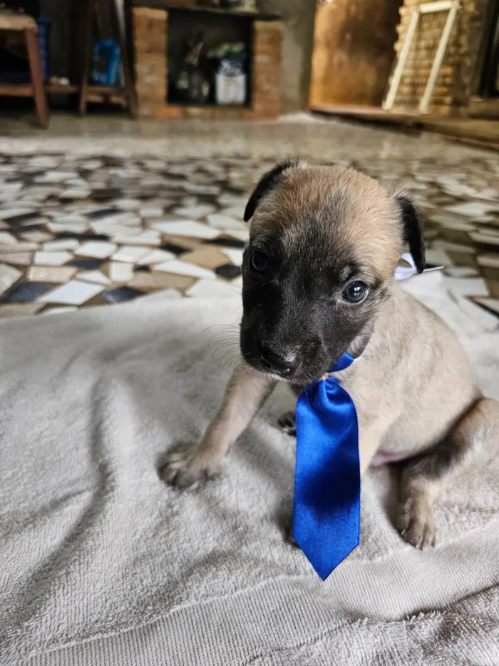Cachorro ra a SRD idade Abaixo de 2 meses nome Bento