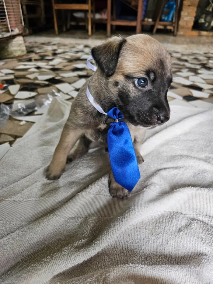 Cachorro ra a SRD idade Abaixo de 2 meses nome Bento