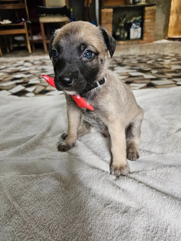Cachorro ra a SRD idade Abaixo de 2 meses nome Bento