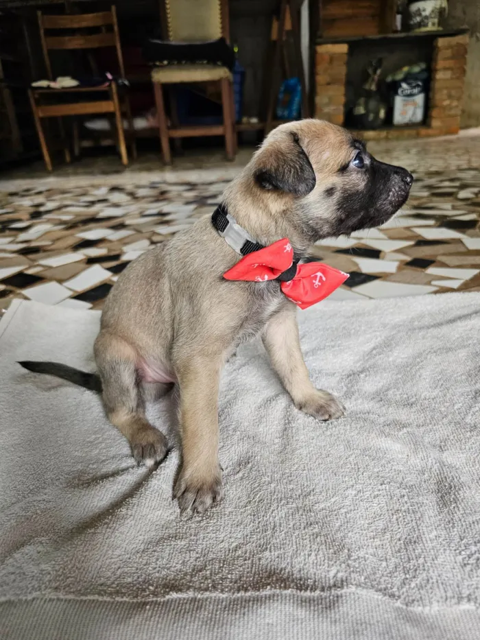 Cachorro ra a SRD idade Abaixo de 2 meses nome Bento