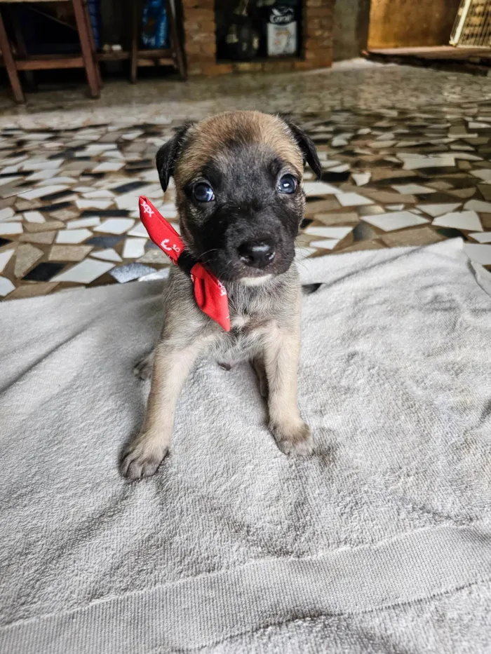 Cachorro ra a SRD idade Abaixo de 2 meses nome Bento