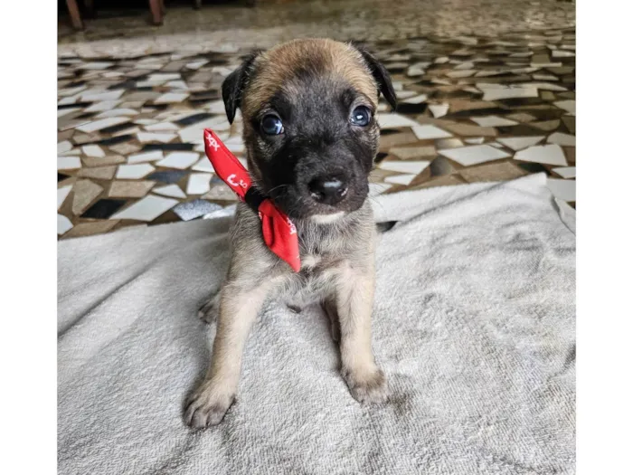 Cachorro ra a SRD idade Abaixo de 2 meses nome Bento
