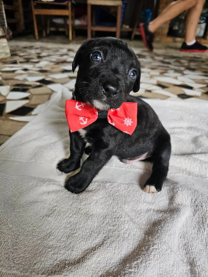 Cachorro ra a SRD-ViraLata idade Abaixo de 2 meses nome Teodoro