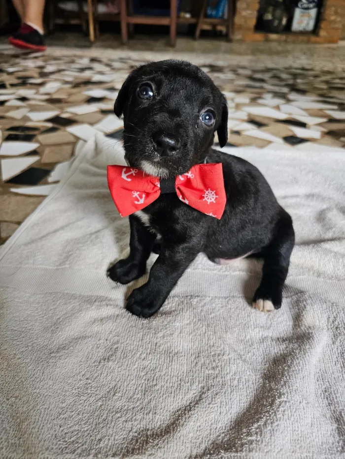 Cachorro ra a SRD-ViraLata idade Abaixo de 2 meses nome Teodoro