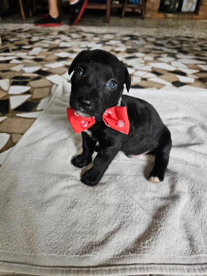 Cachorro ra a SRD-ViraLata idade Abaixo de 2 meses nome Teodoro