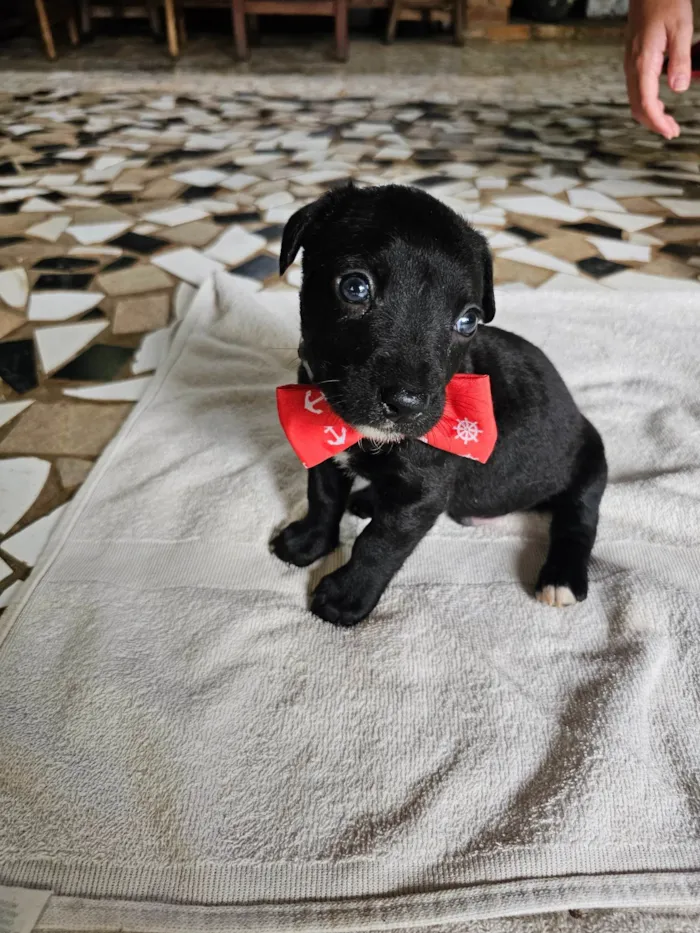 Cachorro ra a SRD-ViraLata idade Abaixo de 2 meses nome Teodoro