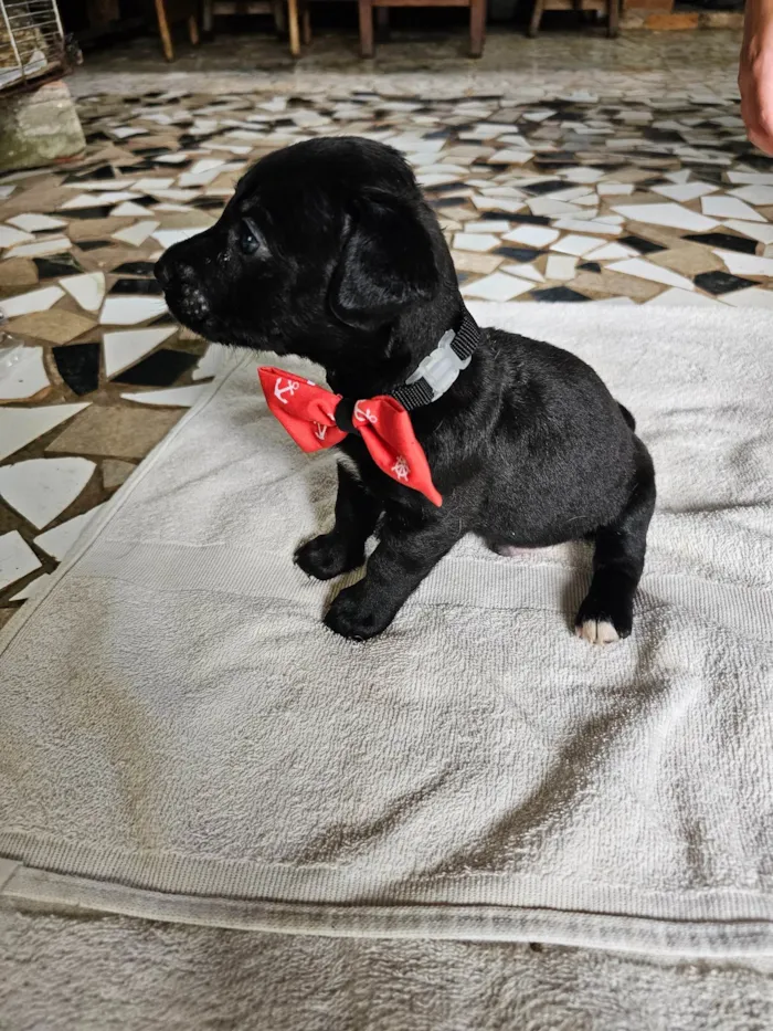 Cachorro ra a SRD-ViraLata idade Abaixo de 2 meses nome Teodoro