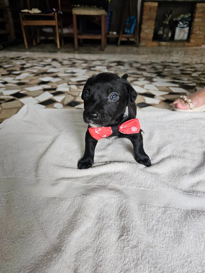 Cachorro ra a SRD-ViraLata idade Abaixo de 2 meses nome Teodoro