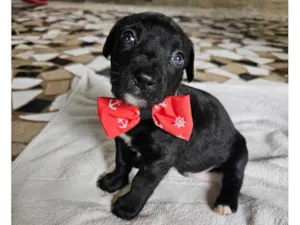 Cachorro raça SRD-ViraLata idade Abaixo de 2 meses nome Teodoro