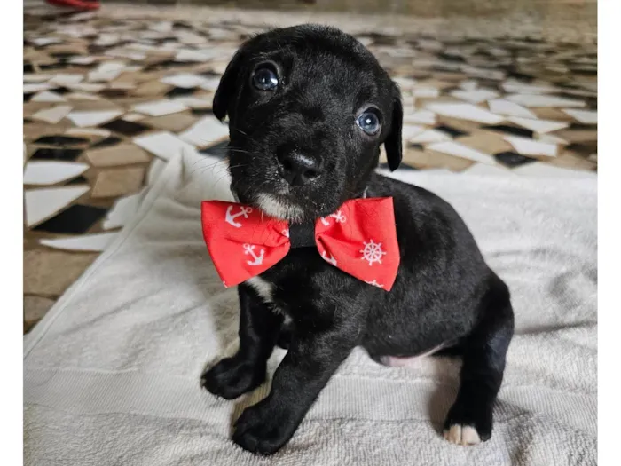 Cachorro ra a SRD-ViraLata idade Abaixo de 2 meses nome Teodoro