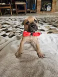 Enzo