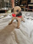 Enzo