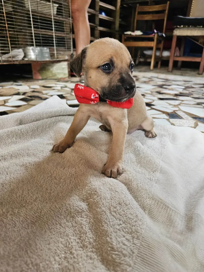 Cachorro ra a SRD-ViraLata idade Abaixo de 2 meses nome Enzo