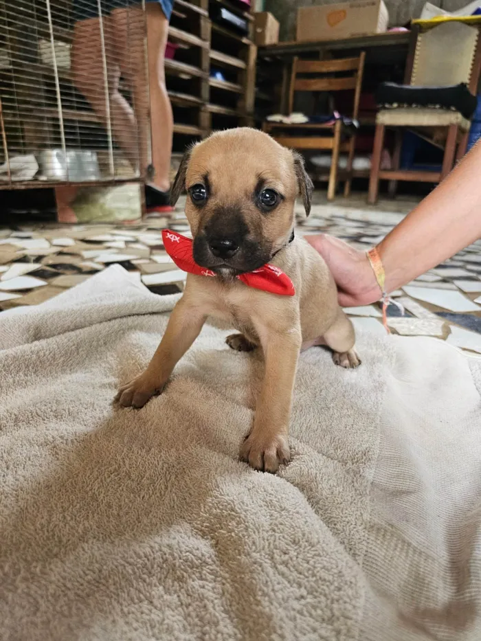 Cachorro ra a SRD-ViraLata idade Abaixo de 2 meses nome Enzo