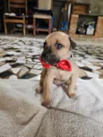 Enzo