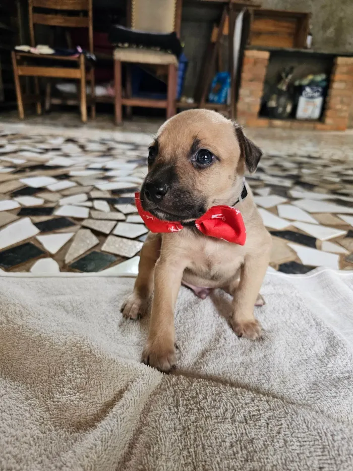Cachorro ra a SRD-ViraLata idade Abaixo de 2 meses nome Enzo