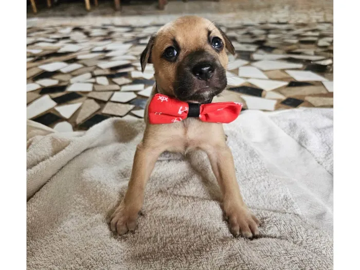 Cachorro ra a SRD-ViraLata idade Abaixo de 2 meses nome Enzo