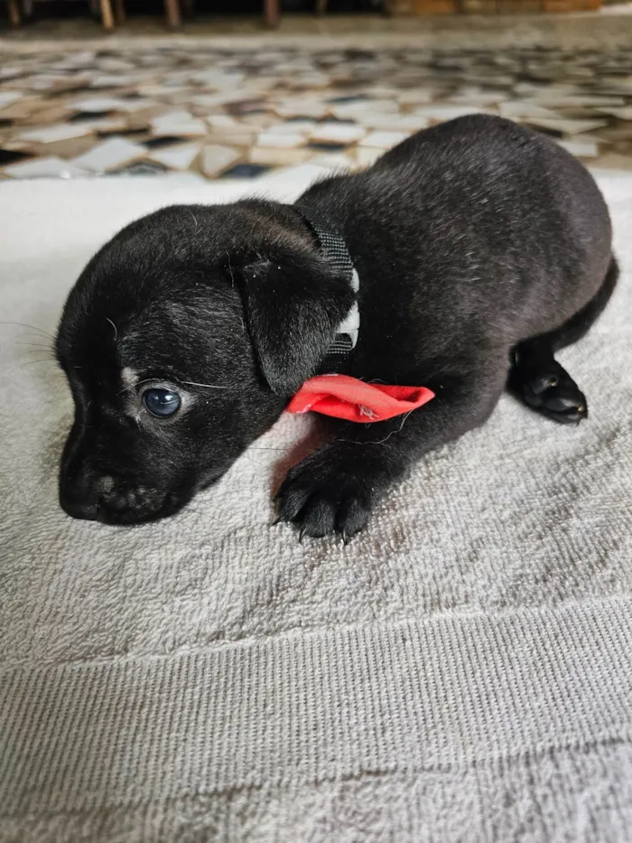 Cachorro ra a SRD-ViraLata idade Abaixo de 2 meses nome Ronald (McDonald)
