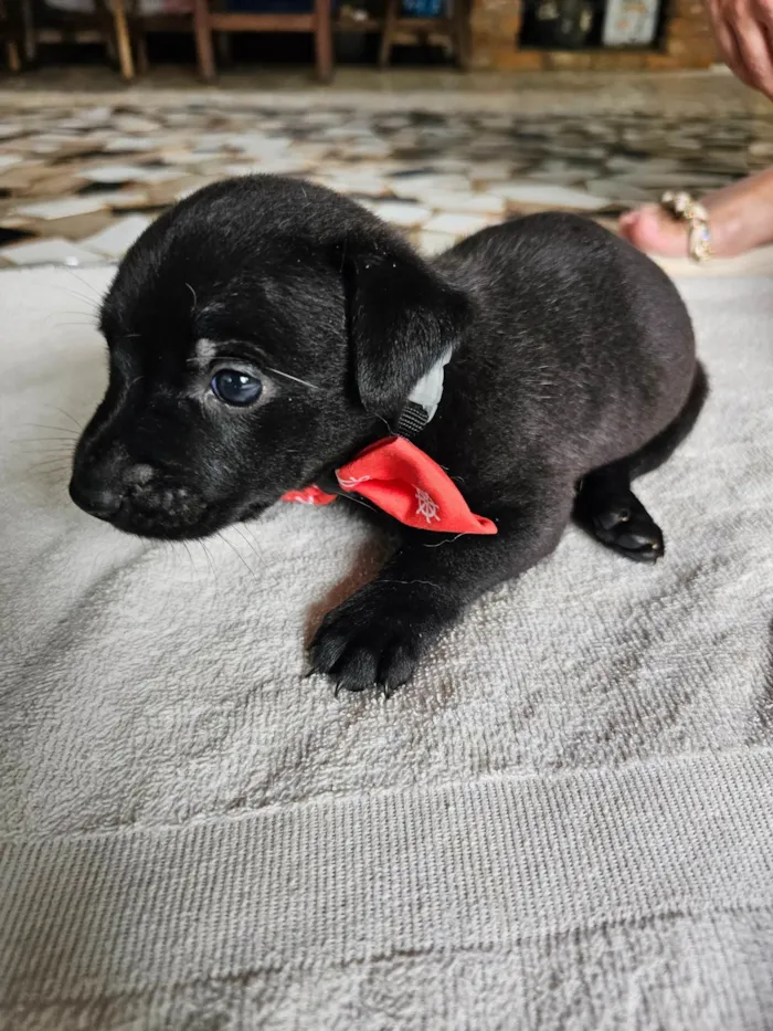 Cachorro ra a SRD-ViraLata idade Abaixo de 2 meses nome Ronald (McDonald)