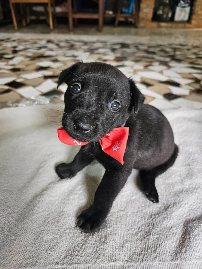Cachorro ra a SRD-ViraLata idade Abaixo de 2 meses nome Ronald (McDonald)