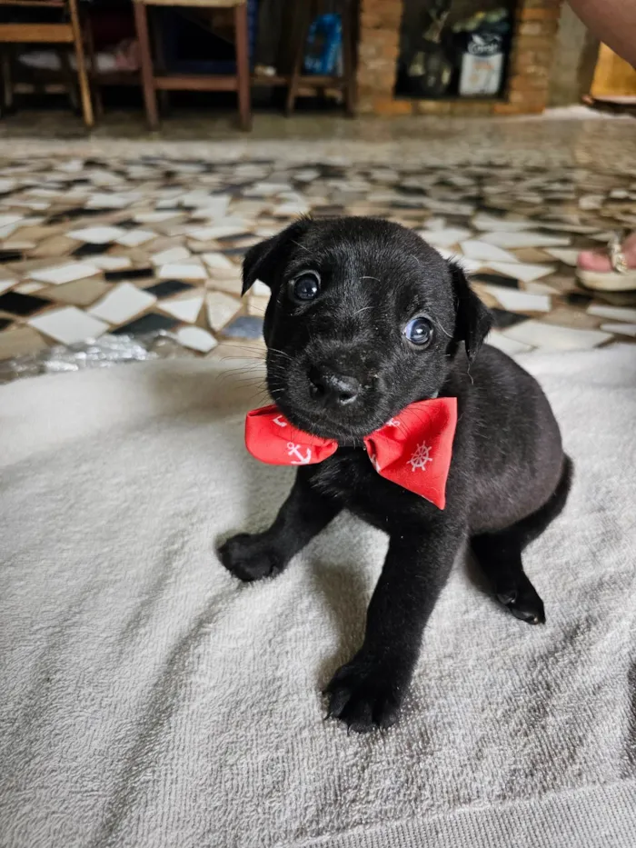 Cachorro ra a SRD-ViraLata idade Abaixo de 2 meses nome Ronald (McDonald)